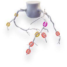 Artery FFRct Model